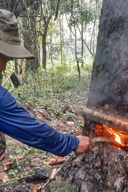 Tapping Resin Tree